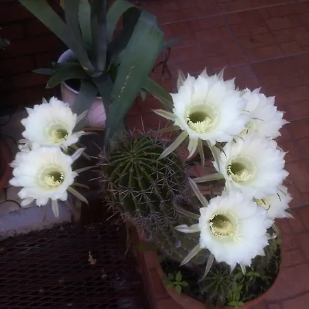 Casa Mica Guest house Bucharest