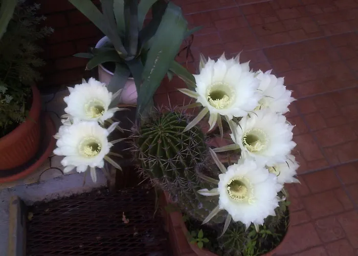 Casa Mica Pensión Bucarest