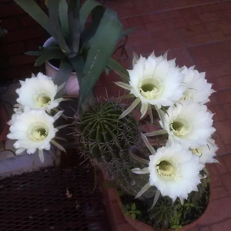 Casa Mica Pensión 3*